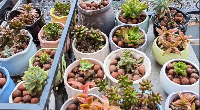 精品多肉多肉植物组合盆栽大颗多肉植物桃蛋玉露绿植