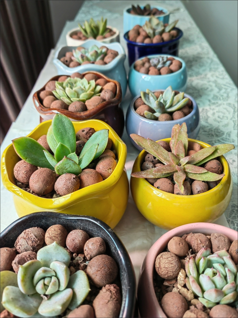 精品多肉多肉植物组合盆栽大颗多肉植物桃蛋玉露绿植