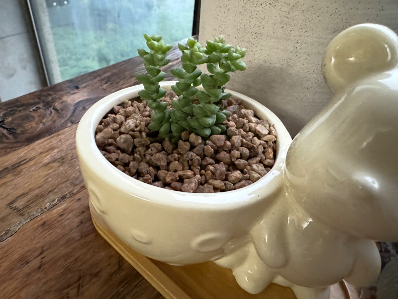 精品多肉多肉植物组合盆栽大颗多肉植物桃蛋玉露绿植