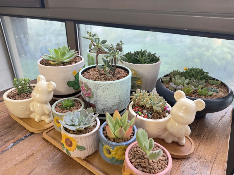 精品多肉多肉植物组合盆栽大颗多肉植物桃蛋玉露绿植