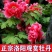 牡丹花苗盆栽洛阳正宗牡丹大苗带花苞牡丹重瓣花卉田园牡丹树