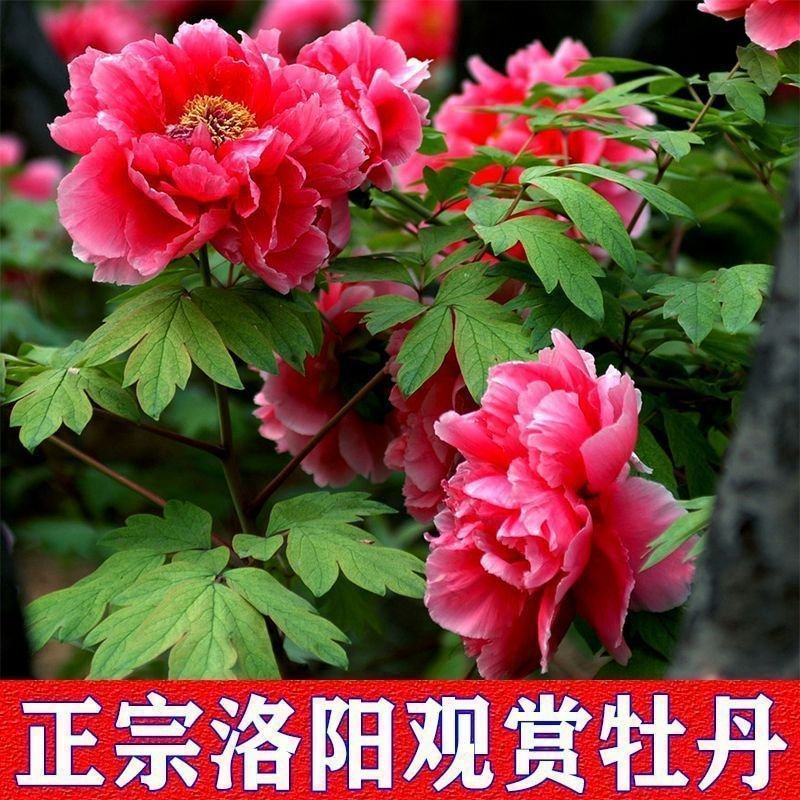 牡丹花苗盆栽洛阳正宗牡丹大苗带花苞牡丹重瓣花卉田园牡丹树