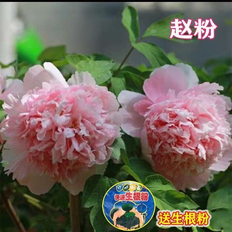 牡丹花苗盆栽洛阳正宗牡丹大苗带花苞牡丹重瓣花卉田园牡丹树