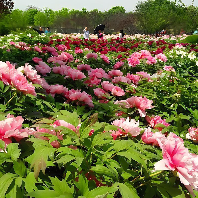 牡丹花苗盆栽洛阳正宗牡丹大苗带花苞牡丹重瓣花卉田园牡丹树