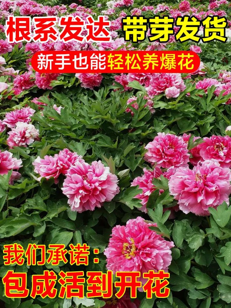 牡丹花苗盆栽洛阳正宗牡丹大苗带花苞牡丹重瓣花卉田园牡丹树