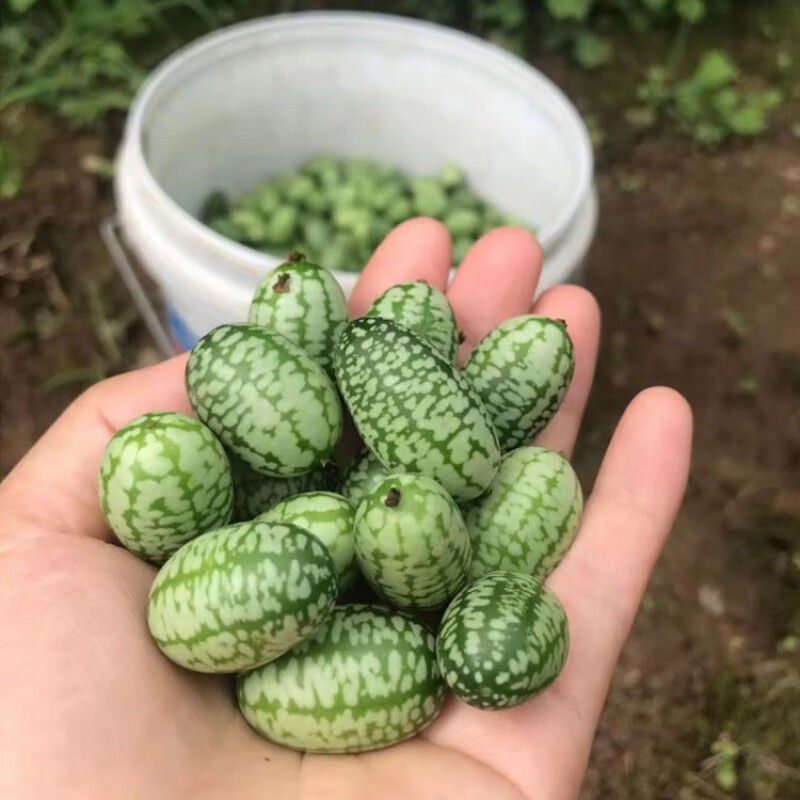 现摘现发网红拇指西瓜佩谱基诺新鲜水果