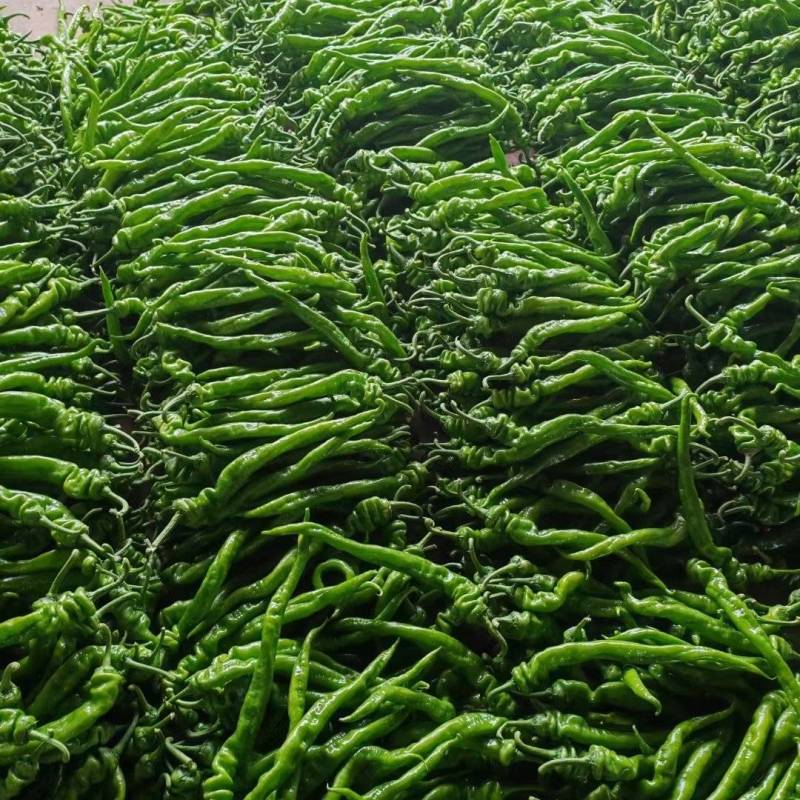 大果螺丝椒大量供应
