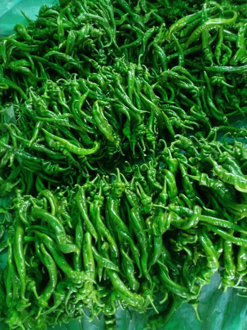 大果螺丝椒大量供应
