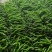 大果螺丝椒大量供应