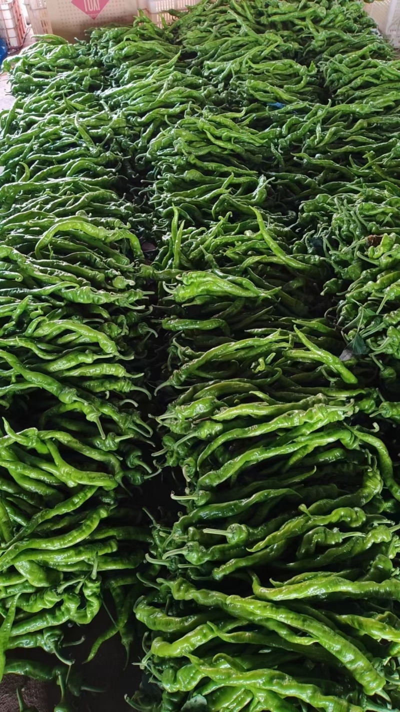 大果螺丝椒大量供应