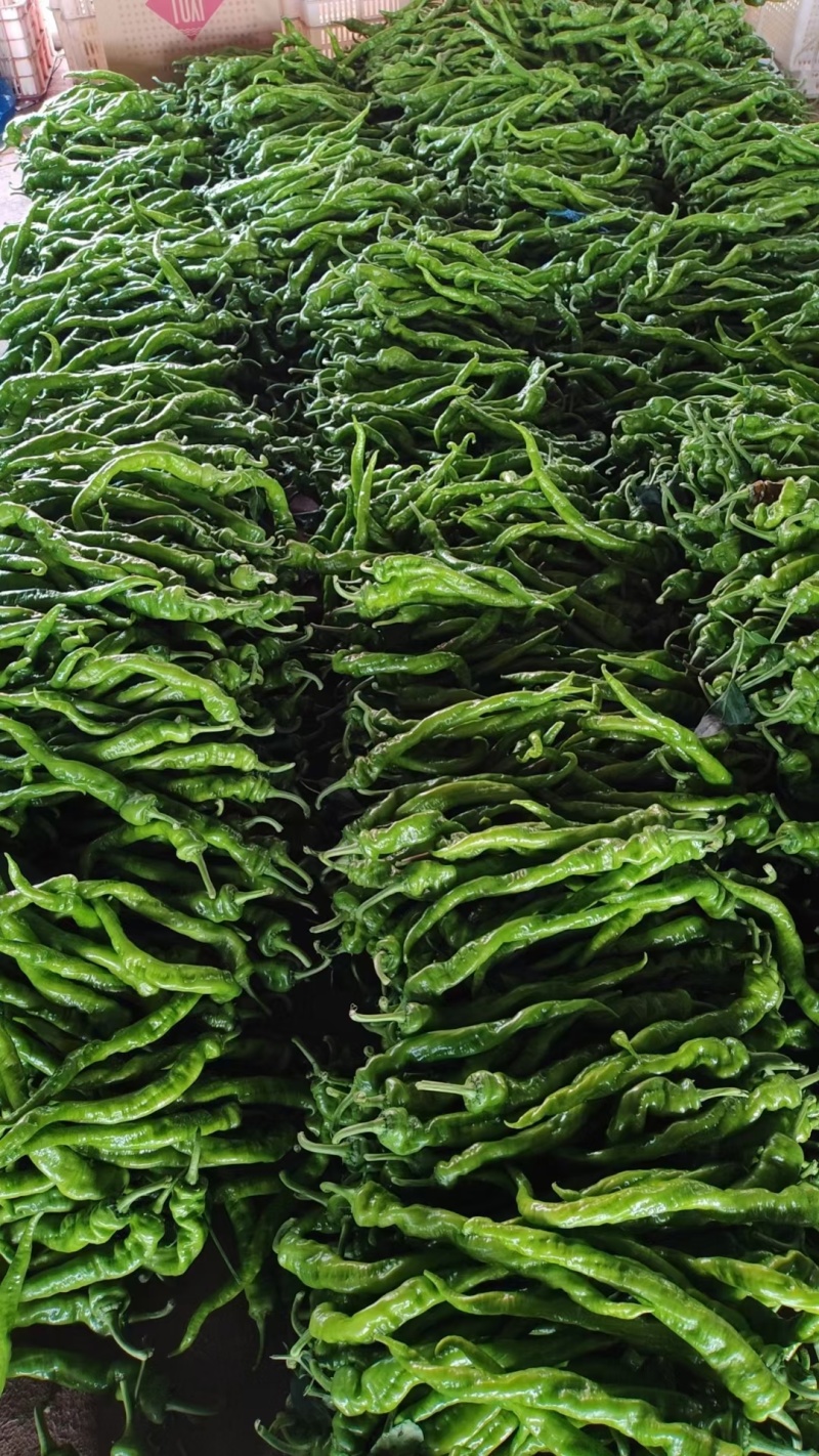 大果螺丝椒大量供应