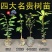 名贵正宗海南沉香树苗金丝楠木树苗海南黄花梨树苗台湾小叶紫