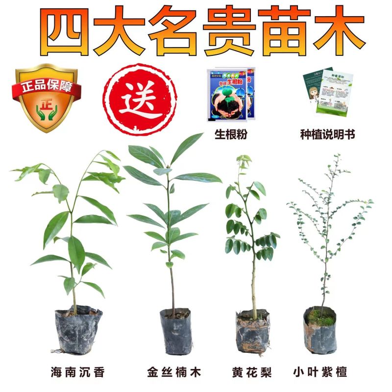 名贵正宗海南沉香树苗金丝楠木树苗海南黄花梨树苗台湾小叶紫