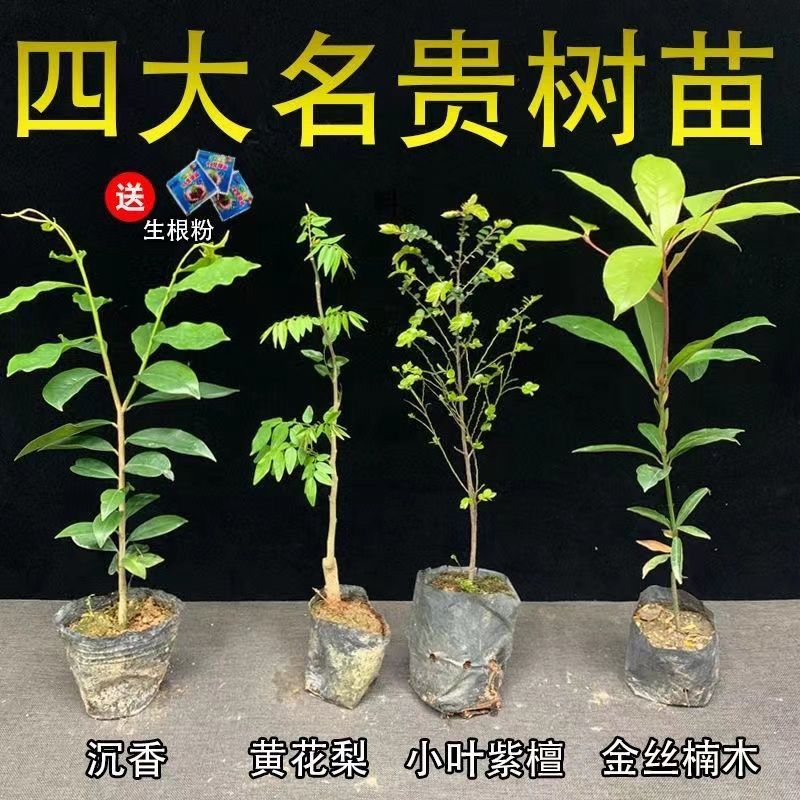 名贵正宗海南沉香树苗金丝楠木树苗海南黄花梨树苗台湾小叶紫