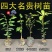 名贵正宗海南沉香树苗金丝楠木树苗海南黄花梨树苗台湾小叶紫