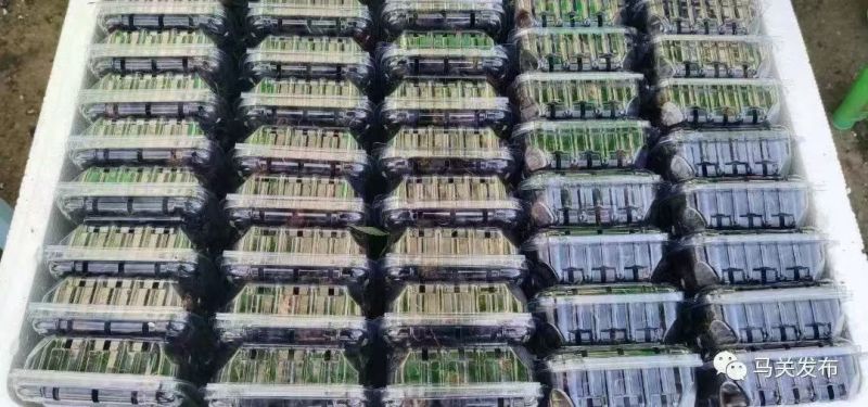 【推荐】云南特产水果红参果，诚信为本品质保证，欢迎采购