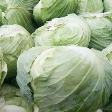 精选包菜扁包菜大量有货产地直发量大价优欢迎选购