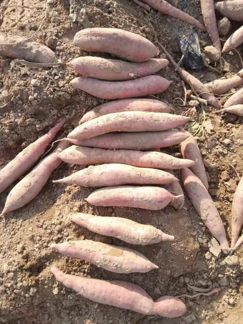 陕西红薯大量供应产地诚信批发欢迎各位老板来电洽谈
