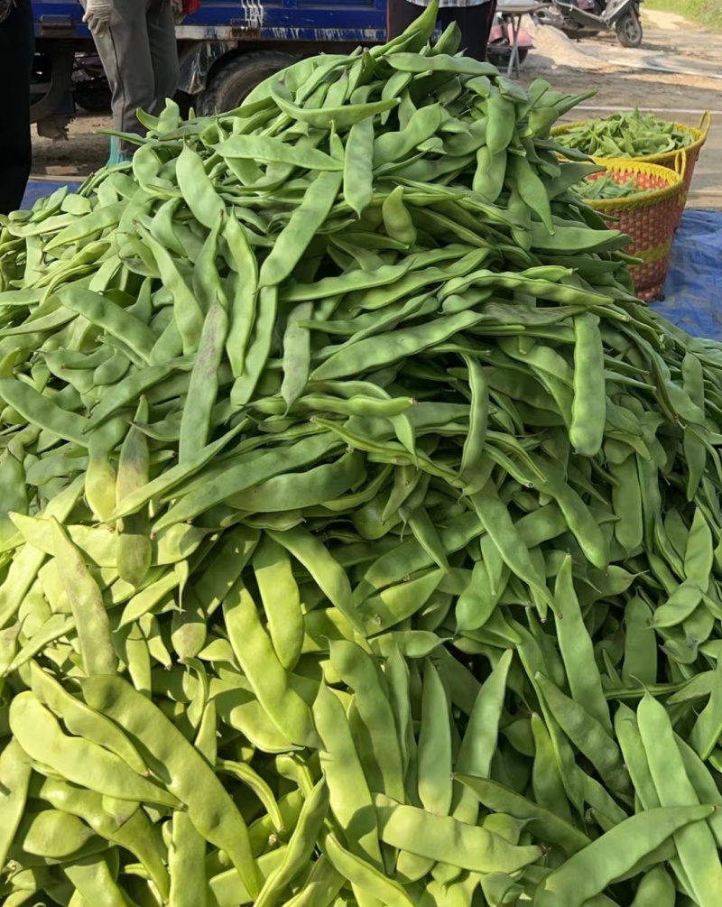 广东一点红油豆角，代办，一件代发，团购，电商