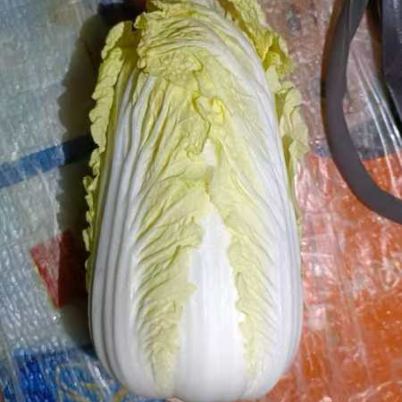 精品娃娃菜大娃小娃需要的联系不接受口头订货