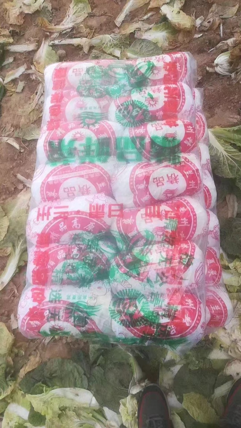 精品娃娃菜大娃小娃需要的联系不接受口头订货