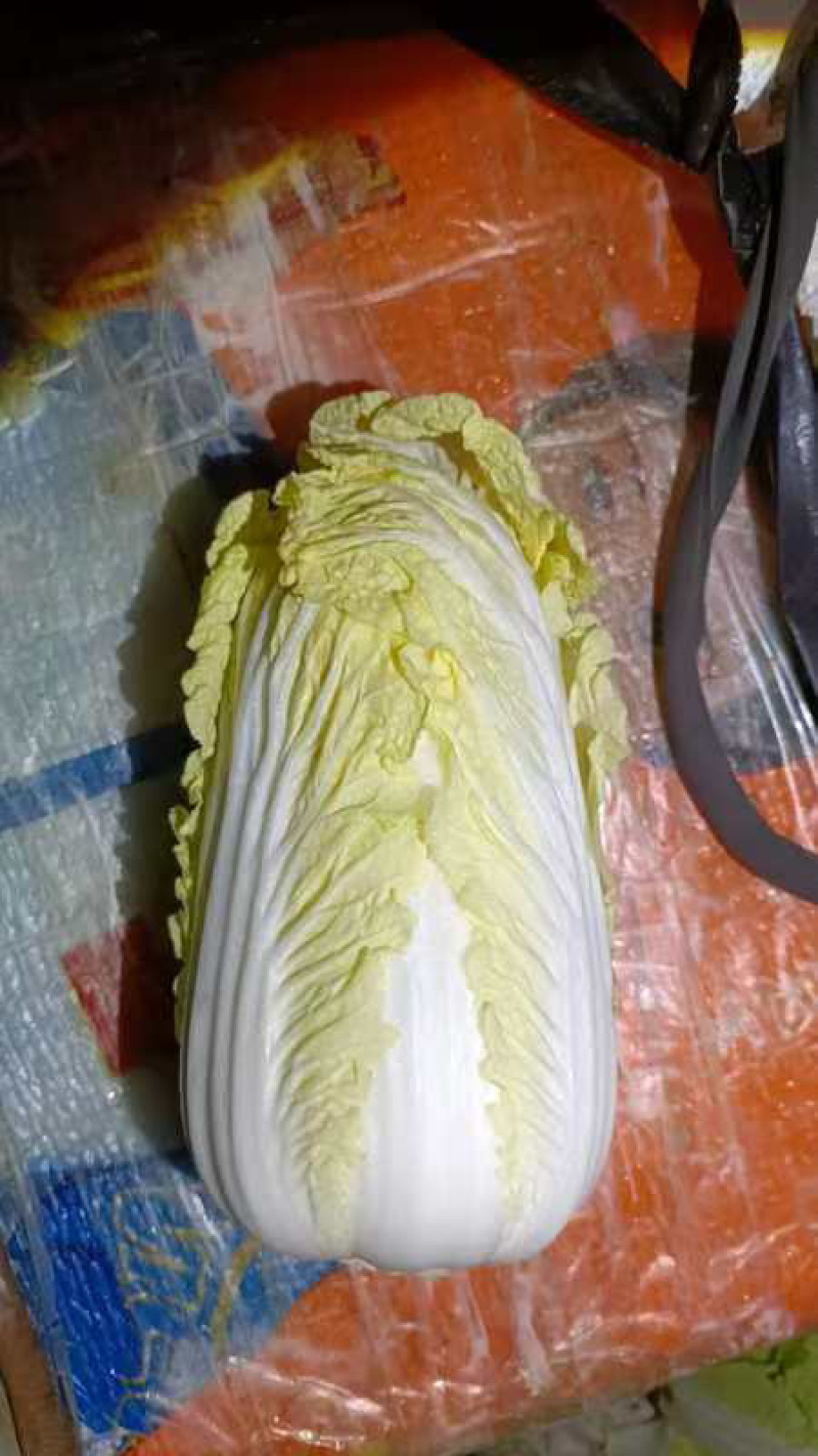 精品娃娃菜大娃小娃需要的联系不接受口头订货