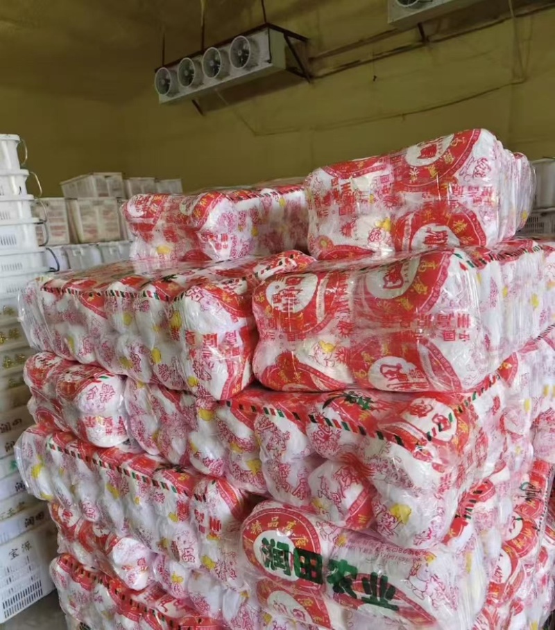 精品娃娃菜大娃小娃需要的联系不接受口头订货
