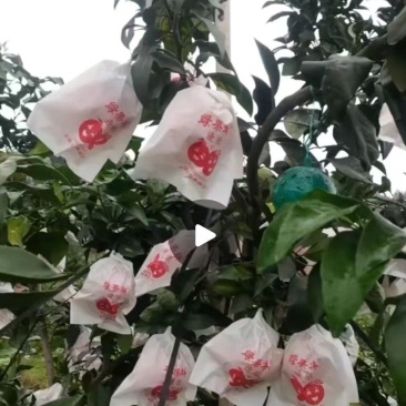 四川主产区套袋爱媛38果冻橙颜色火红！细皮！汁多水大！