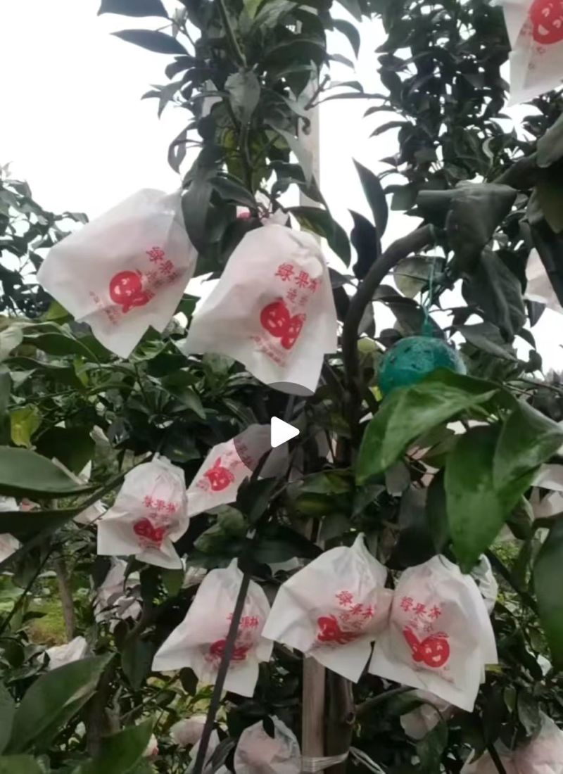 四川主产区套袋爱媛38果冻橙颜色火红！细皮！汁多水大！