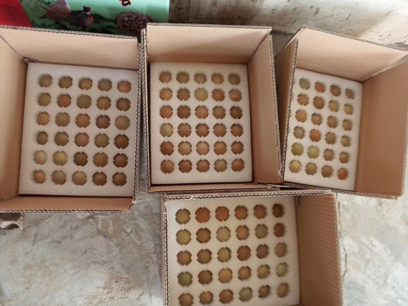 山东精品野鸡蛋，大量有货，支持零售批发，可现场看货