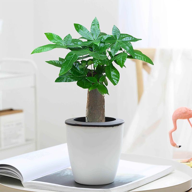 发财树盆栽室内客厅植物花卉土养小盆景绿植办公室招财陶瓷小