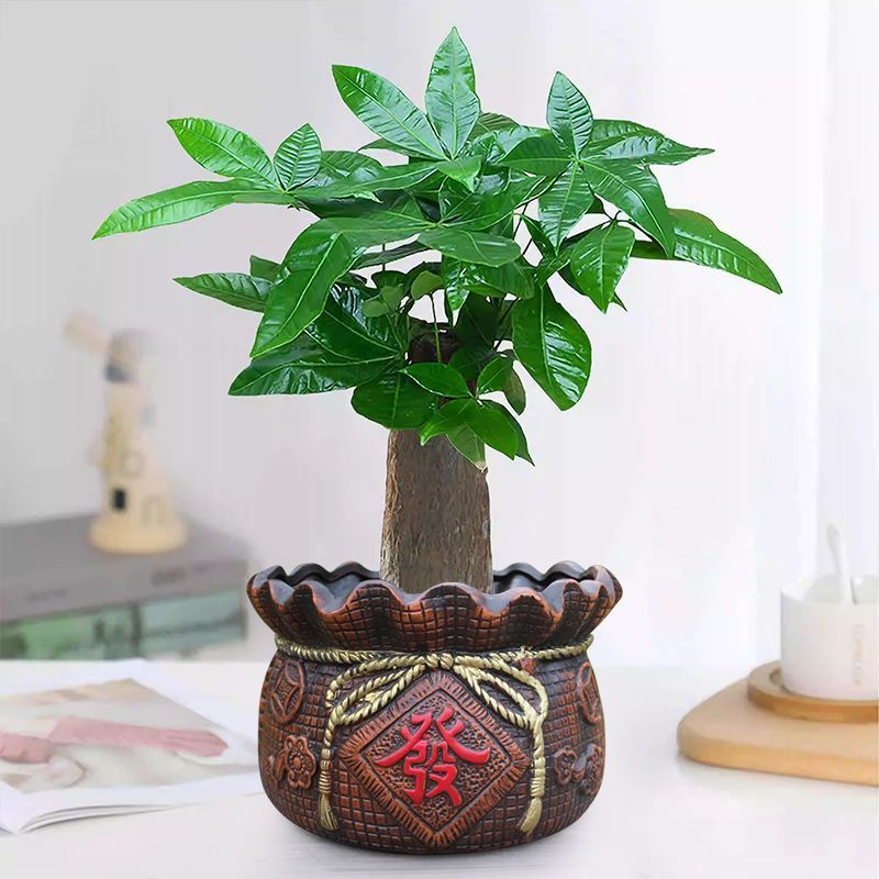 发财树盆栽室内客厅植物花卉土养小盆景绿植办公室招财陶瓷小