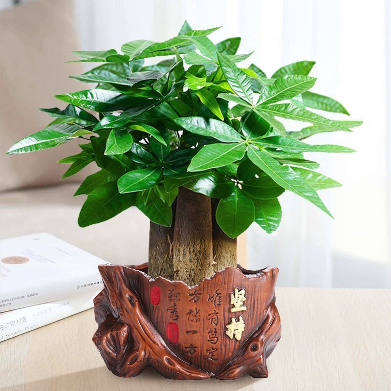 发财树盆栽室内客厅植物花卉土养小盆景绿植办公室招财陶瓷小