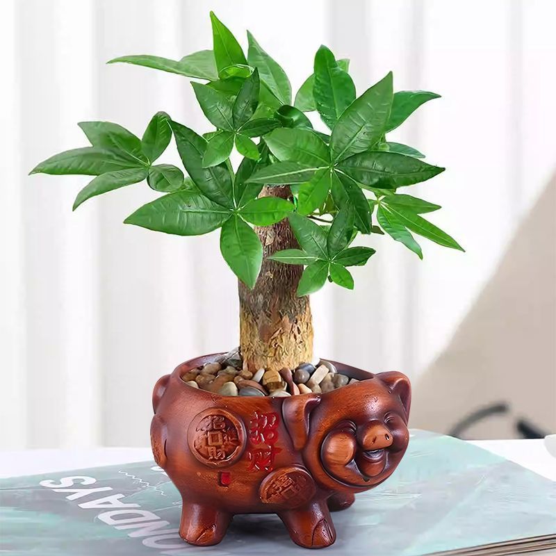 发财树盆栽室内客厅植物花卉土养小盆景绿植办公室招财陶瓷小