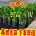 【招财旺宅】常青金钱树串子盆栽好养摇发前台客厅办公室内花