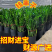 【招财旺宅】常青金钱树串子盆栽好养摇发前台客厅办公室内花