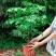 幸福树绿宝大型绿植乔迁花卉盆栽好养易活四季