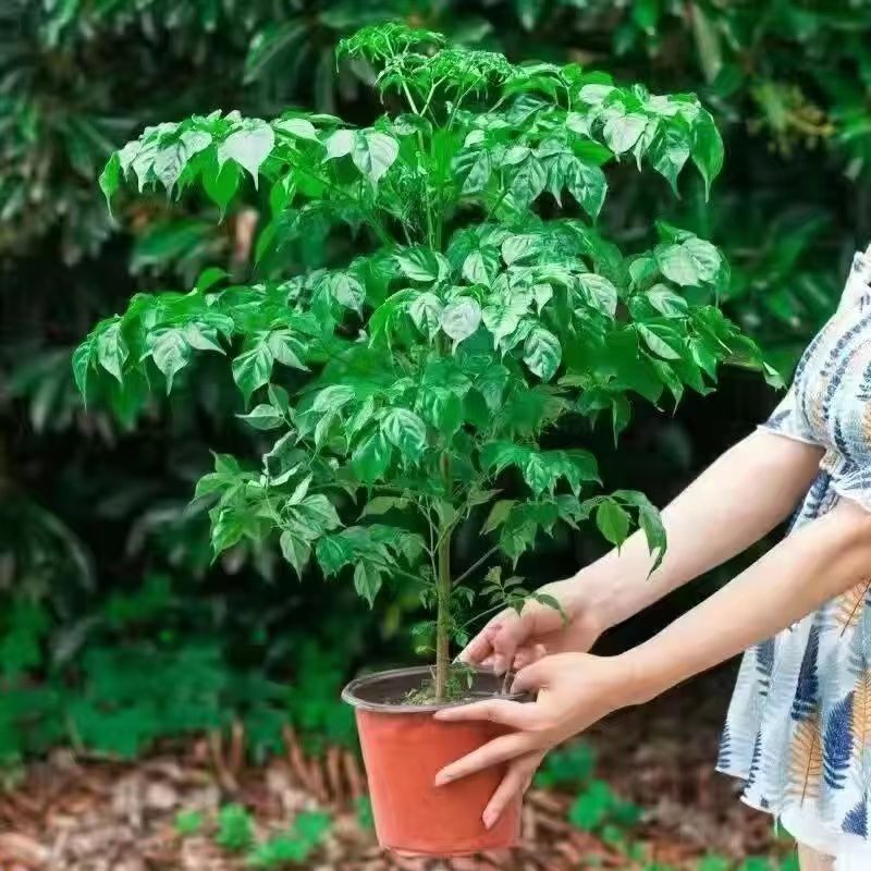 幸福树绿宝大型绿植乔迁花卉盆栽好养易活四季