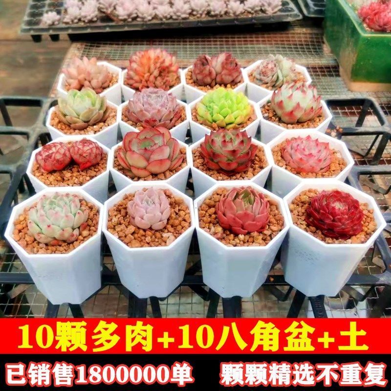 精品多肉多肉植物组合盆栽大颗多肉植物桃蛋玉露绿植