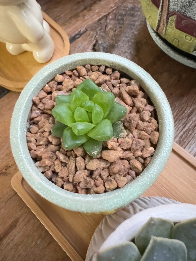 精品多肉多肉植物组合盆栽大颗多肉植物桃蛋玉露绿植