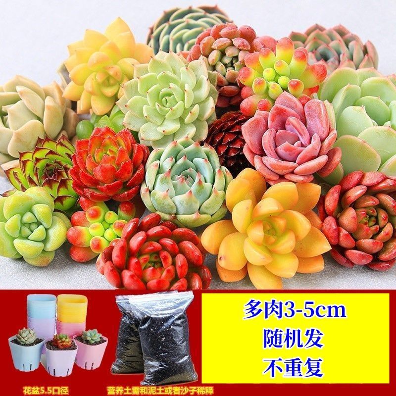 精品多肉多肉植物组合盆栽大颗多肉植物桃蛋玉露绿植