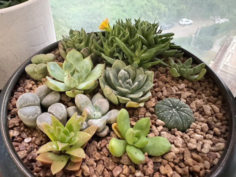 精品多肉多肉植物组合盆栽大颗多肉植物桃蛋玉露绿植