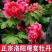 牡丹花苗盆栽洛阳正宗牡丹大苗带花苞牡丹重瓣花卉田园牡丹树