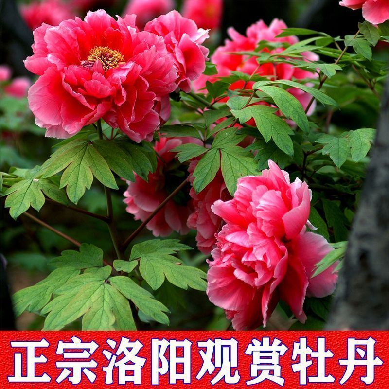 牡丹花苗盆栽洛阳正宗牡丹大苗带花苞牡丹重瓣花卉田园牡丹树