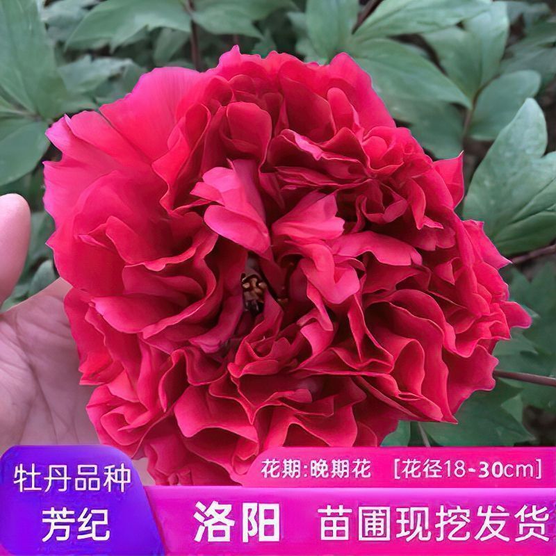牡丹花苗盆栽洛阳正宗牡丹大苗带花苞牡丹重瓣花卉田园牡丹树