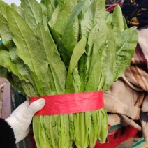 精品油麦菜邯郸产区油麦菜基地直发货源充足量大从优