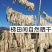 祥云县特产新鲜萝卜干，天然无添加，口感脆爽，健康美味，