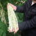 白马王子四季豆种子无筋白芸豆中熟耐低温无筋春秋长豆角种子