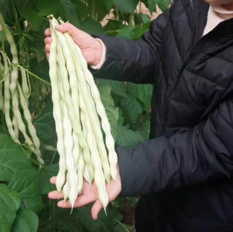 白马王子四季豆种子无筋白芸豆中熟耐低温无筋春秋长豆角种子