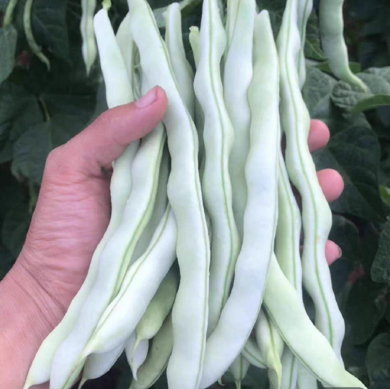 白马王子四季豆种子无筋白芸豆中熟耐低温无筋春秋长豆角种子